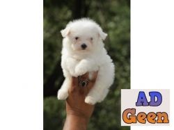 used Maltese Puppies Available for sale in Delhi For Sale for sale 